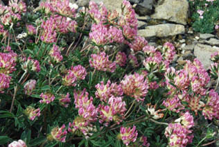 Anthyllis vulneraria ssp boscii (pyrenaica)